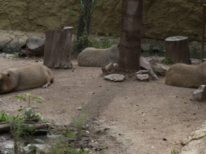 Zoológico de León apura mejoras tras intervención de Profepa y escándalos virales