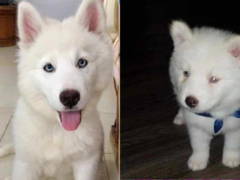 Imponen sentencia histórica por asesinato de Alpha; buscan que haya castigos más severos al maltrato animal