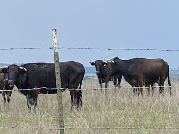 Texas declara estado de desastre ante amenaza de gusano barrenador en México