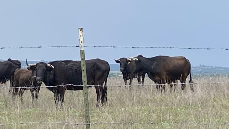 Texas activa emergencia por amenaza de gusano barrenador en México y riesgo ganadero