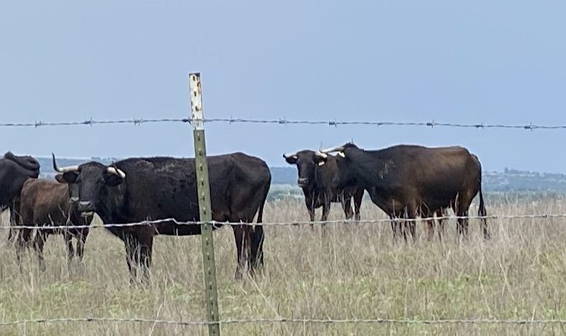 Texas activa emergencia por amenaza de gusano barrenador en México y riesgo ganadero