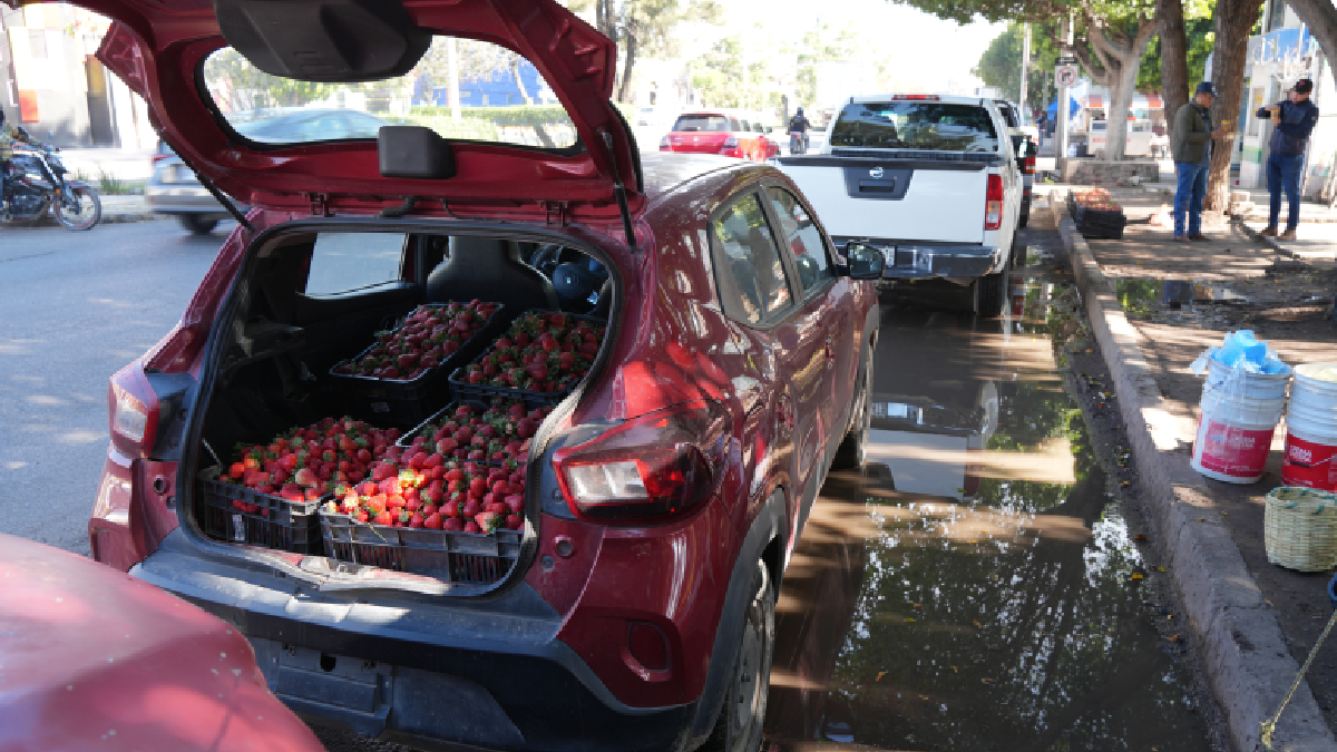 freseros de avenida de los Insurgentes