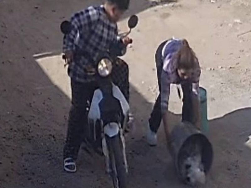 Denuncian nuevo caso de maltrato animal en León: abandonan gato en costal