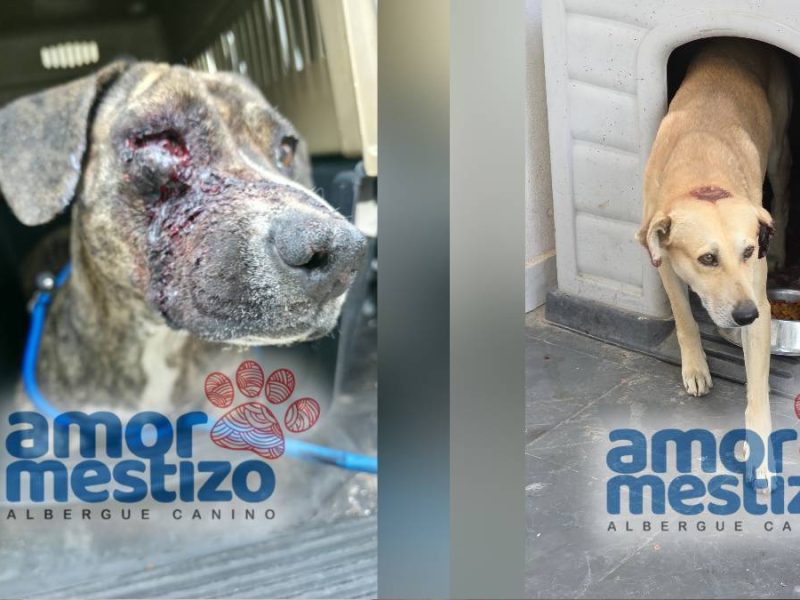 Indigna caso de crueldad animal contra Tomate y Pina por uso indebido de pirotecnia en León