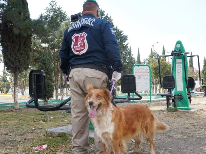 Atienden denuncia por maltrato animal en Mineral de la Reforma