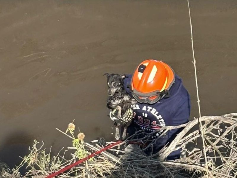 Rescata Protección Civil de Irapuato a perrito que cayó a un canal