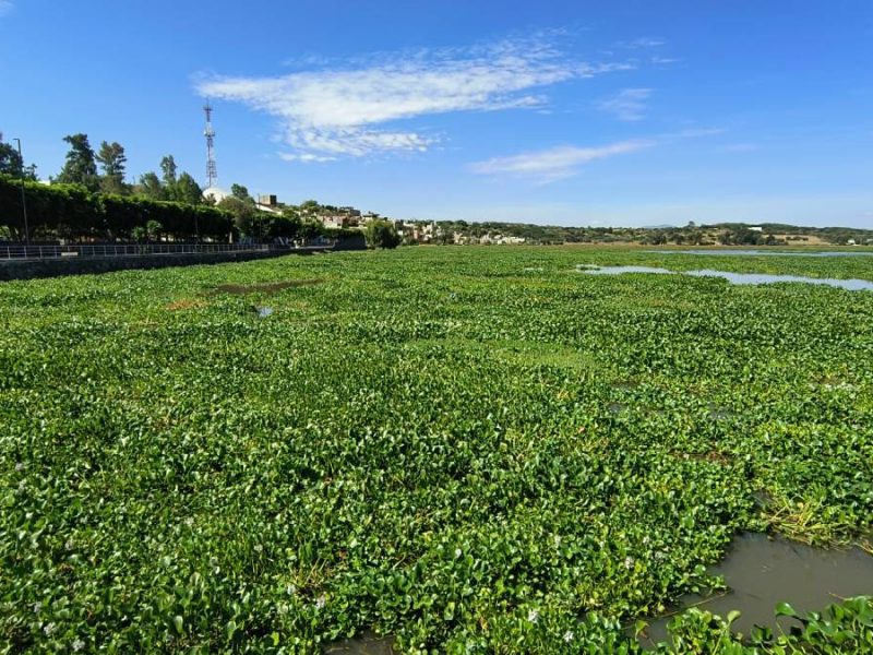 Lirio asfixia la economía de pescadores en Yuriria; exigen apoyo estatal