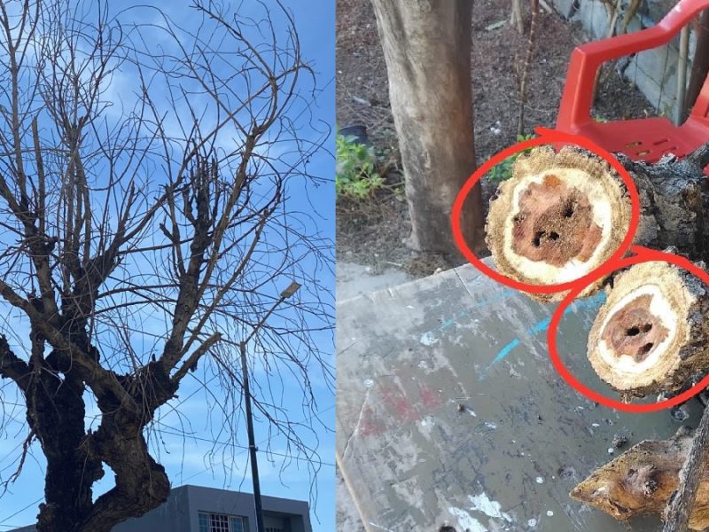Plagas invaden el bulevar Adolfo López Mateos; podan 25 árboles y talarán otros 12