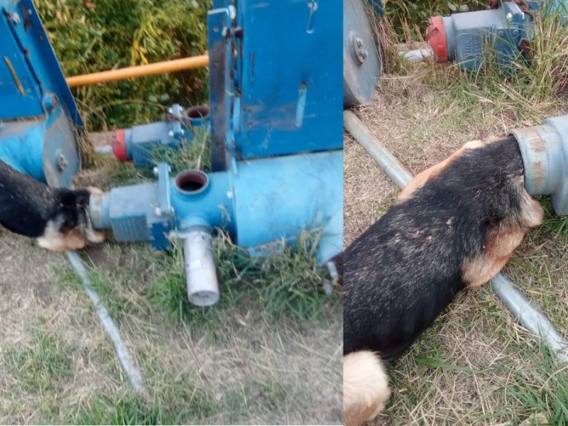 Rescatan a pastor alemán atorado en tubería de SIMAPAG, en Guanajuato Capital