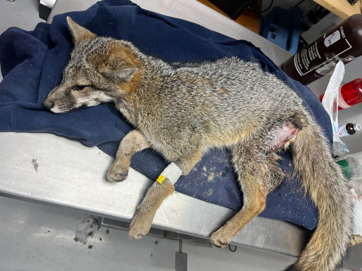 Atacan perros a zorra gris en Apan