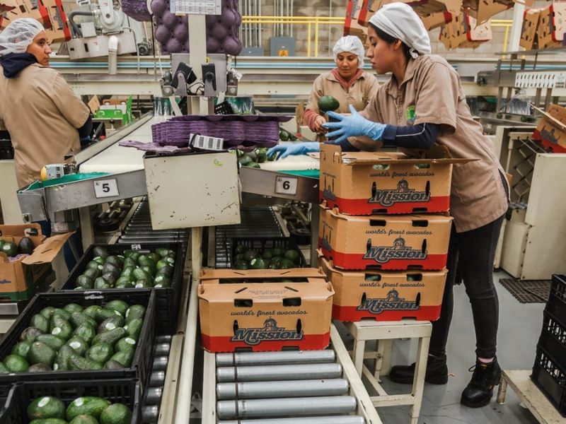 Extorsión a aguacateros: crimen organizado cobra 5% a la cadena productiva