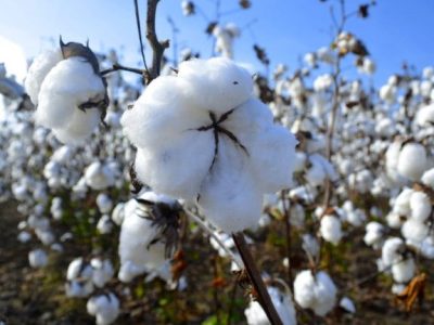 Crisis del algodón en México