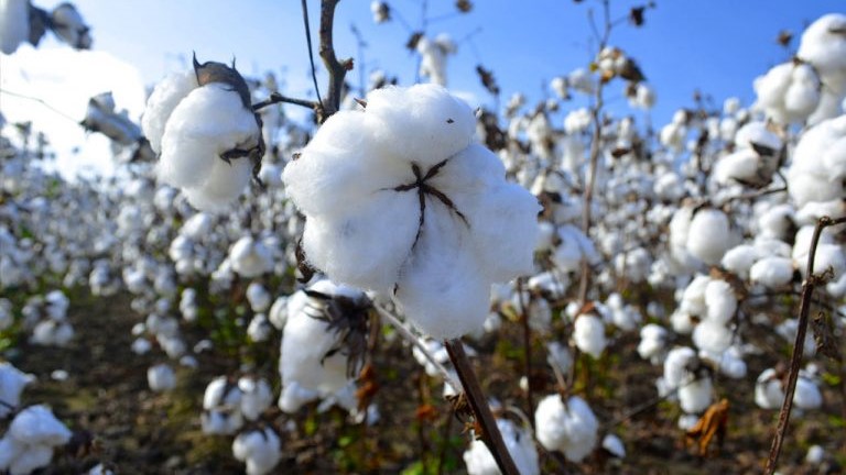 Crisis agrícola: el desplome de la siembra elevará las importaciones de fibra ante la obsolescencia de las semillas permitidas.