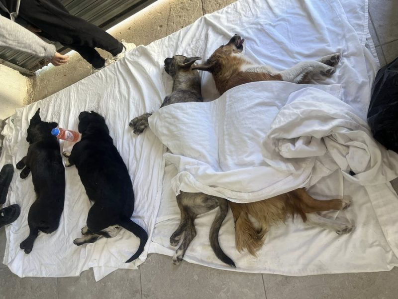 Agrupación Huellitas de Amor busca registro como Asociación Civil para fortalecer el bienestar animal