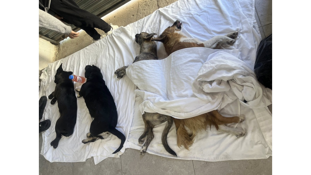 Asociación civil 01