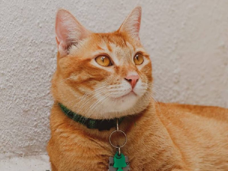 Gaticos León: Una década de ser el refugio y la voz de los gatos abandonados en León