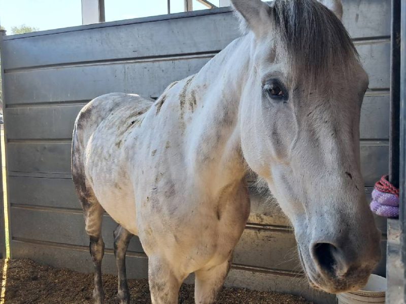 Genética de campeones: El desafío de criar la élite equina en el corazón de León