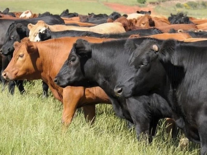 Tras casos de plaga en ambos países, EU y México lanzan campaña contra gusano barrenador