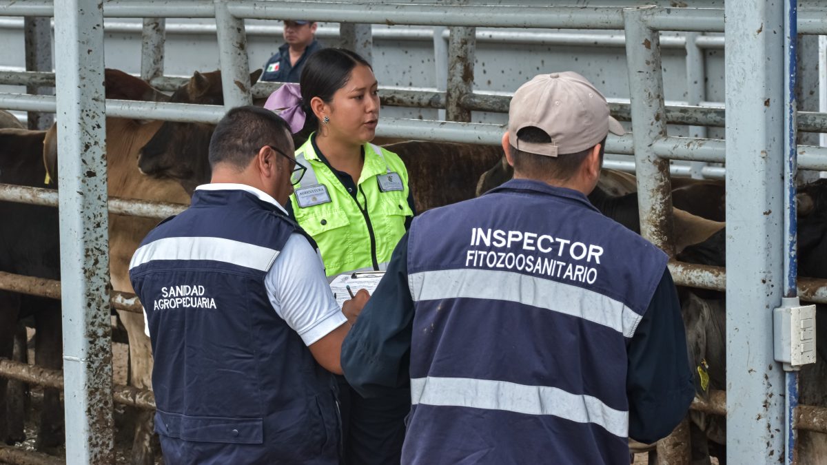 Exsubsecretario de Ganadería vincula la crisis sanitaria con el tráfico de aretes identificadores vendidos con sobreprecios de hasta 3,500%