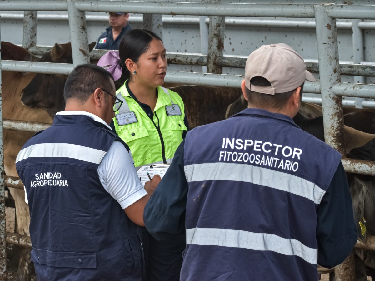 Mercado negro de aretes ganaderos