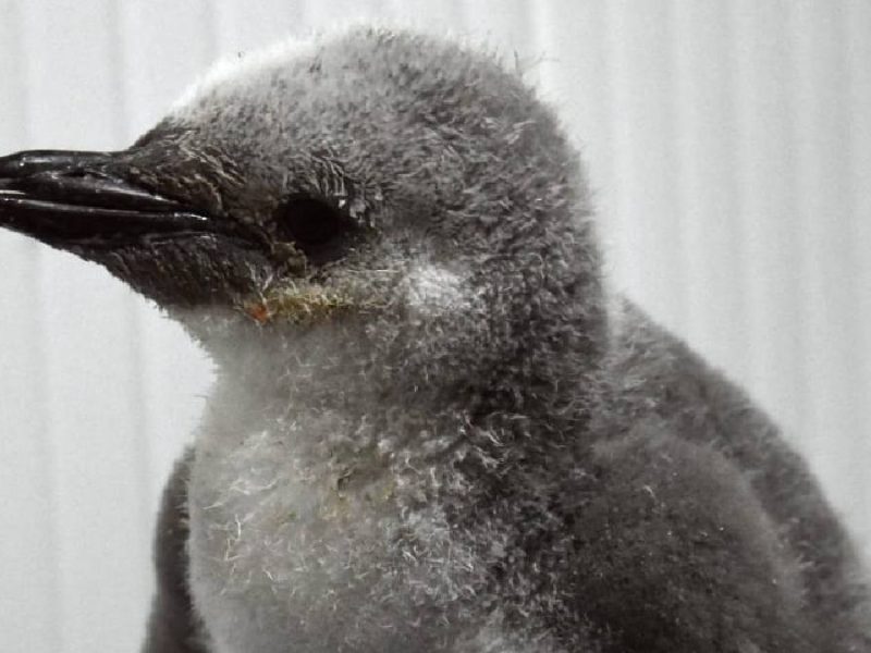 Pingüino barbijo ¡ya tiene nombre! y evoluciona favorablemente en Sealand León; expertos destacan su desarrollo y próximo aprendizaje de nado