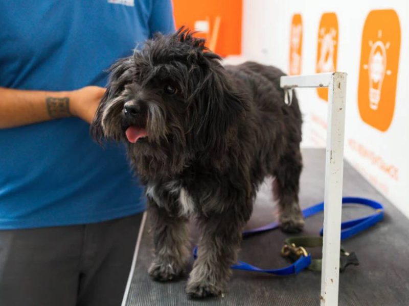 Maka y Sula: Las marcas que revolucionan la dieta de los ‘lomitos’ en Guanajuato