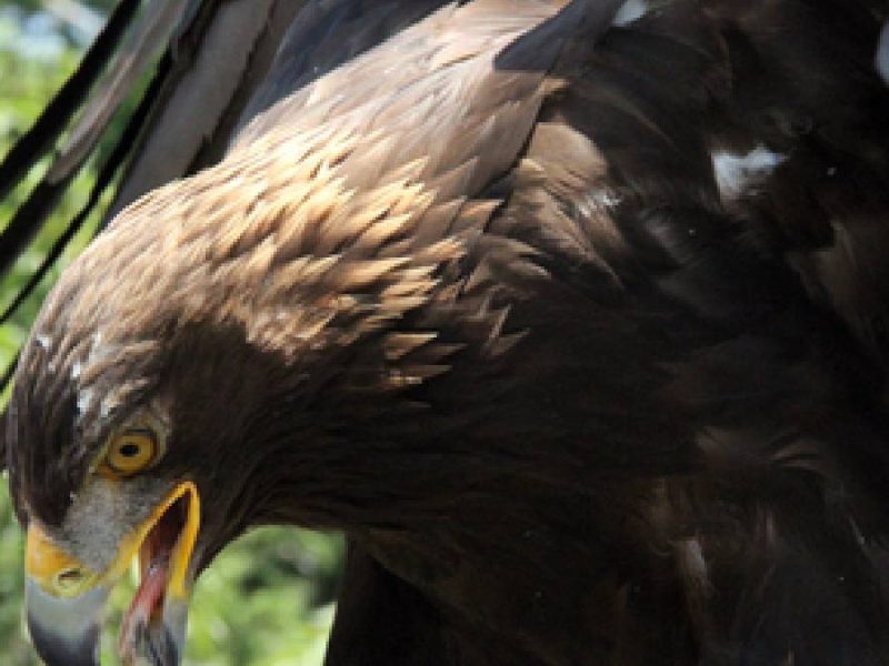 Más que un escudo nacional: La lucha por salvar al Águila Real de la extinción en México