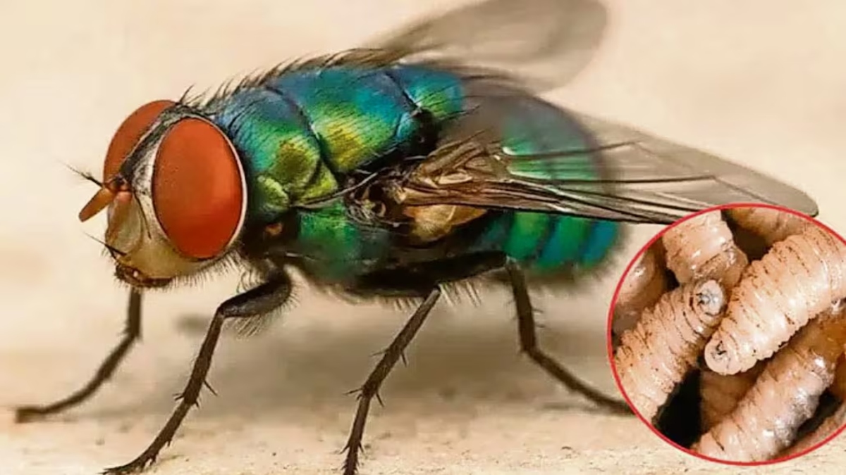 Plaga de gusano barrenador