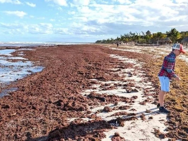 Cooperación científica internacional ante el desafío del sargazo en el Caribe mexicano