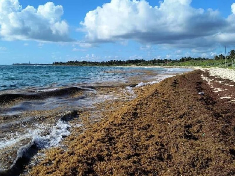Alerta en Quintana Roo por arribo récord de sargazo previo a Semana Santa y Mundial
