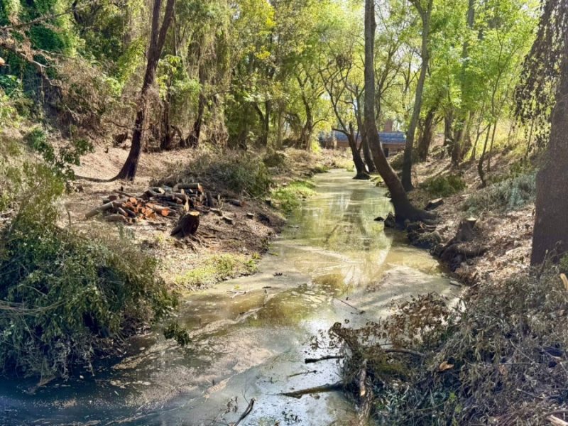 ¿Limpieza o ecocidio? La disputa por los 103 árboles talados en río de Jalpa de Cánovas