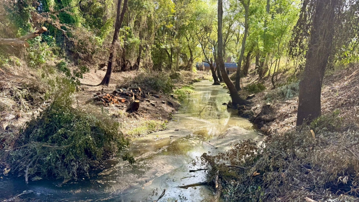 Tala de árboles en Jalpa de Cánovas