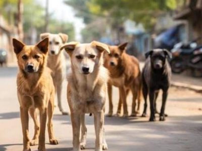 En un año, 76 ataques caninos en Hidalgo: detectan jaurías ferales