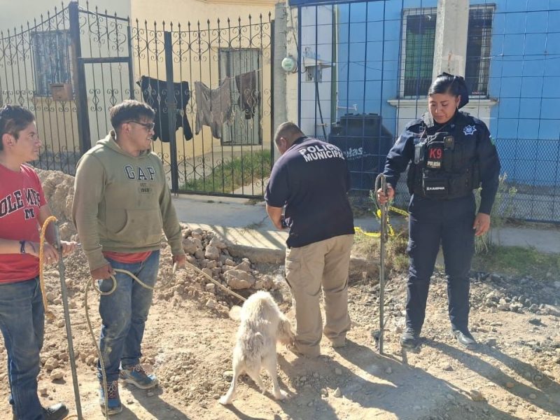 Cae lomito a excavación por obras en Villas del Álamo, lo rescatan