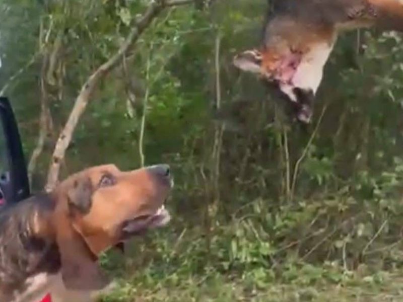 Denuncian posible caso de caza ilegal en la comunidad de Tehuetlán