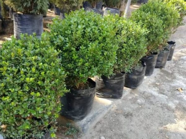 Remodelarán y cercarán los prados en 2 parques de Pachuca