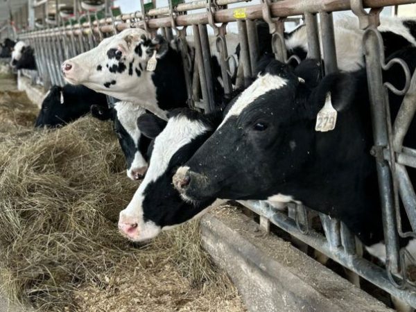 Confirman casos de gusano barrenador en ganado de Hidalgo