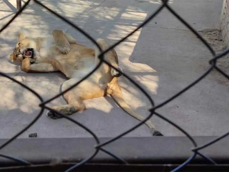 Zoológico clandestino en Celaya: Aseguran leones africanos y guacamayas en vivienda