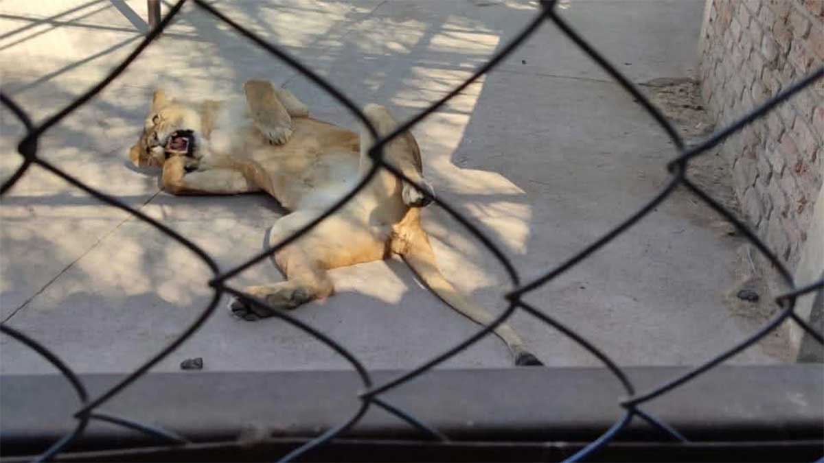 leones africanos y guacamayas en Celaya