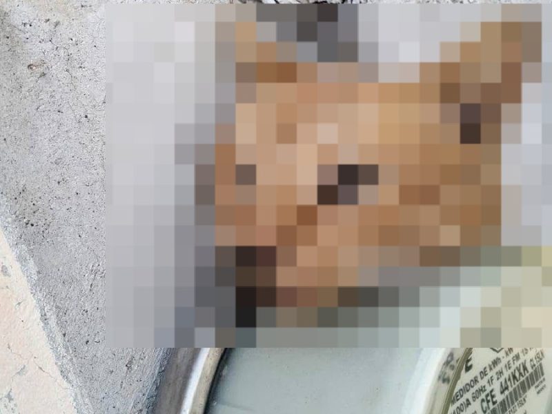 Busca Celaya endurecer penas contra maltrato animal y tipificar la zoofilia