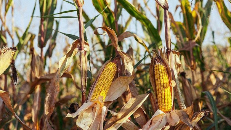 La autosuficiencia alimentaria de México cae al 44.3% mientras la falta de apoyos federales y sequía castigan la productividad.