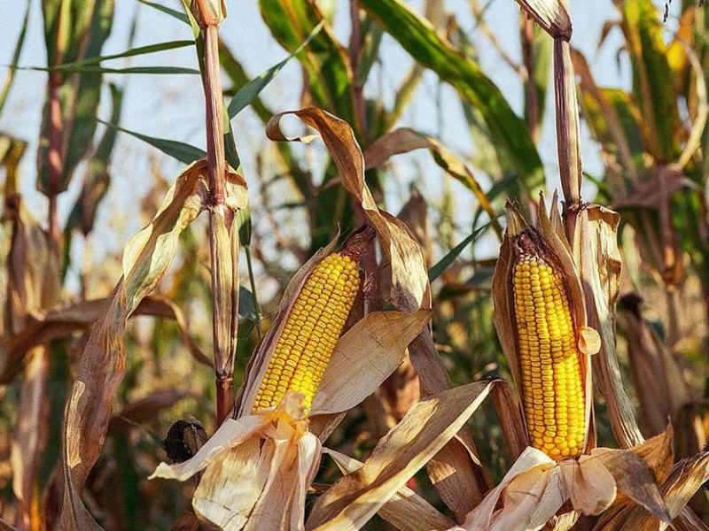 Crisis de granos básicos en México