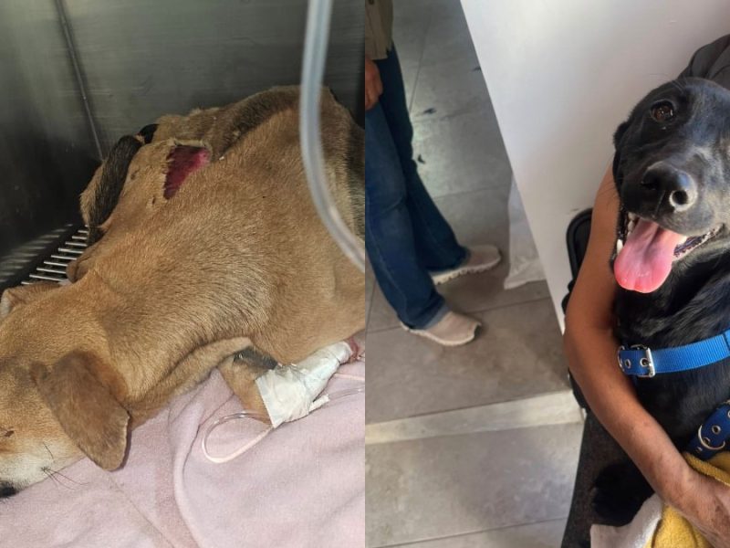 Reglamento de protección animal en San Francisco solo contempla multas y resguardos, no persecución de delitos