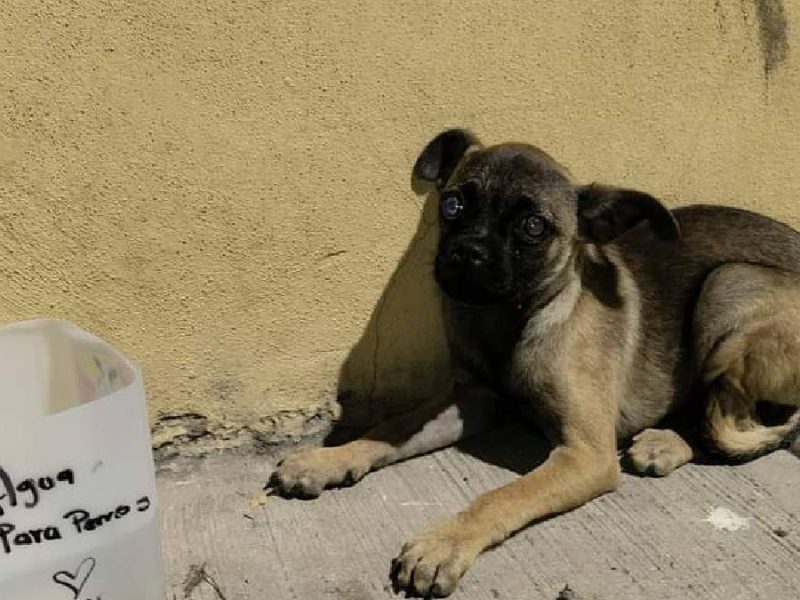 ¿Altas temperaturas? Consejos para prevenir la deshidratación en tus mascotas