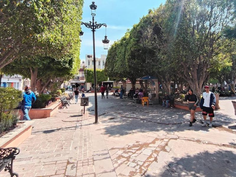 Árboles secos en el Jardín de San Francisco del Rincón: agoniza la sombra del centro