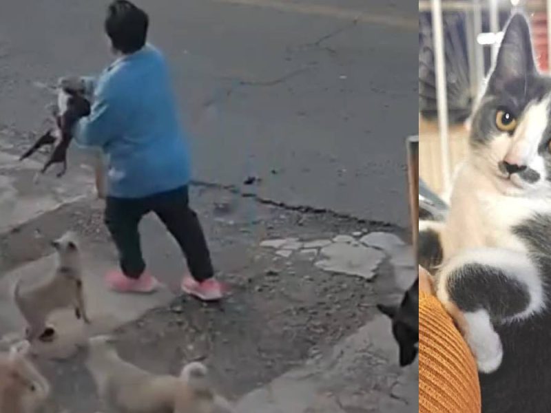 Sentencian a Gerónimo Yebra a pagar reparación del daño por muerte del gato Gary