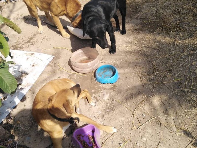 Pese a proyecto, falta presupuesto para centro de resguardo animal en Purísima del Rincón