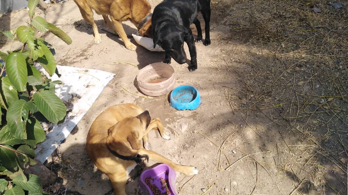 Centro de resguardo animal Purísima 01