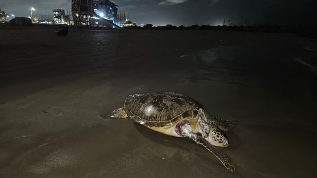 Derrame petrolero en el Golfo de México