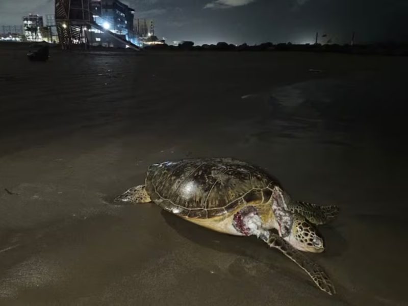 Derrame petrolero en el Golfo se extiende por más playas; urgen declarar emergencia ambiental